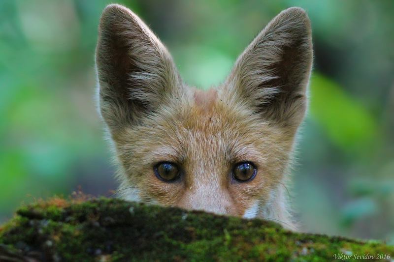 Лисенок на водопое.photo preview