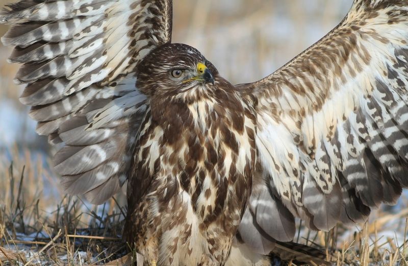 Обыкновенный канюк.photo preview