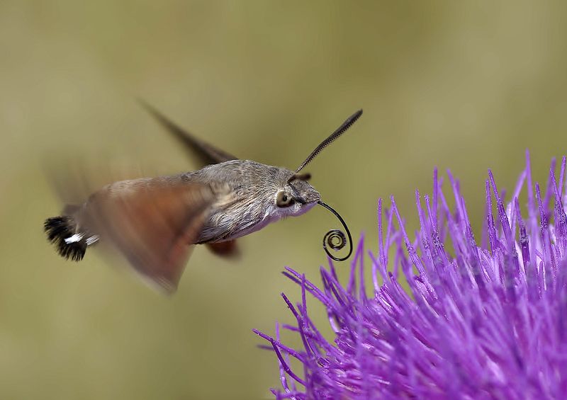animal, nature, macro, hummingbird moth, speedy, Speedyphoto preview