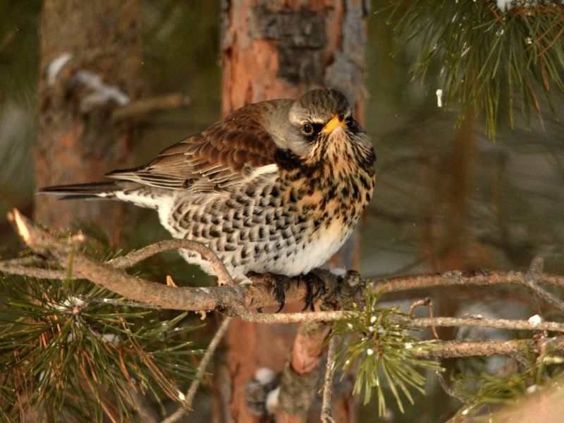Дрозд-рябинникphoto preview