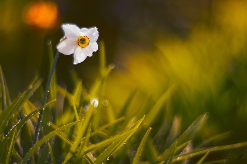 самовлюбленный нарциссphoto preview