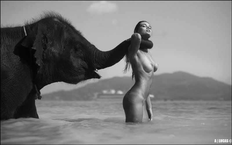 lucas, lucastudio, nude BONE ELEPHANT ©photo preview