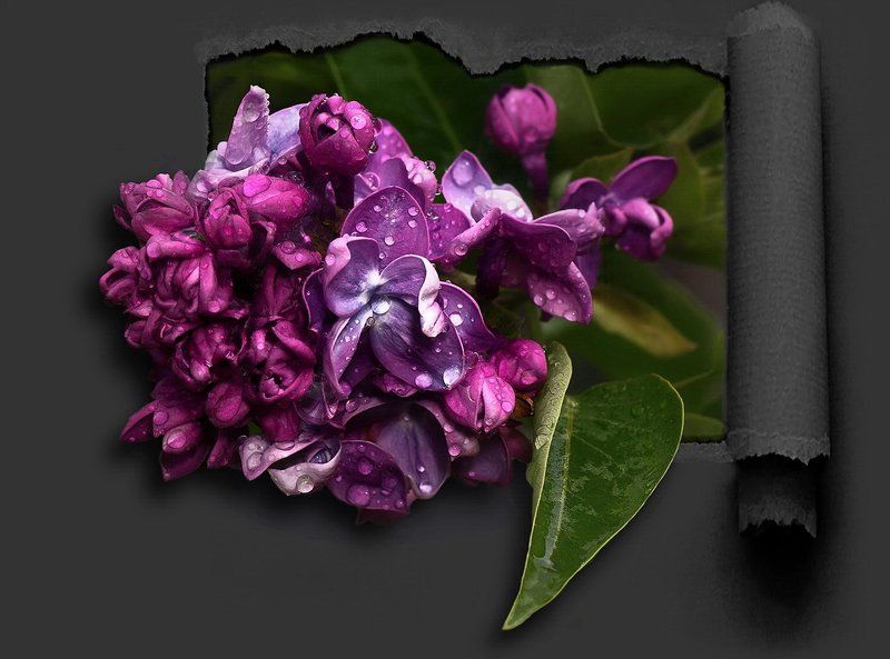 Просто цветы...photo preview