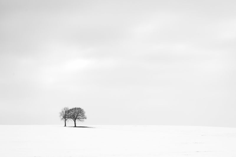 tree, winter, snow, white, valey treesphoto preview