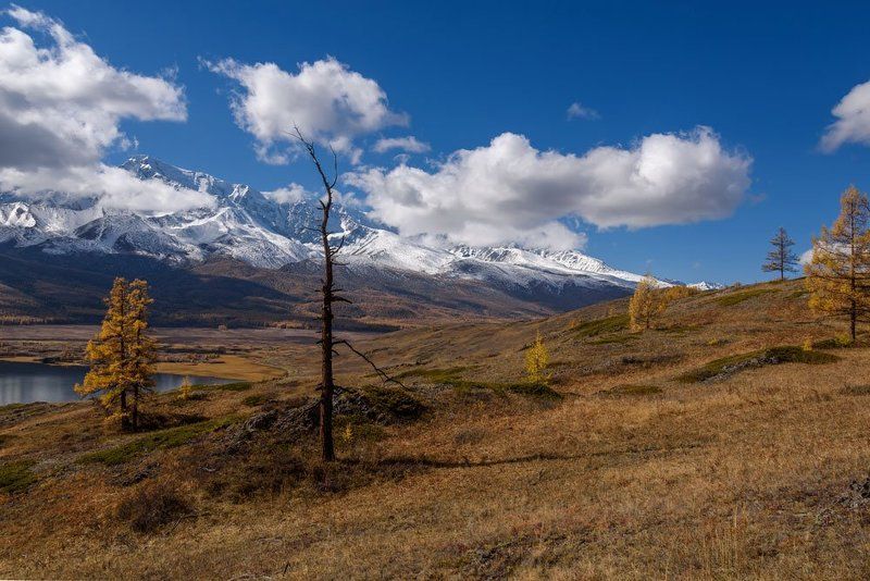 ештыкель, алтай, осень, горы, altai, autumn, mountain Дерево-облакоphoto preview