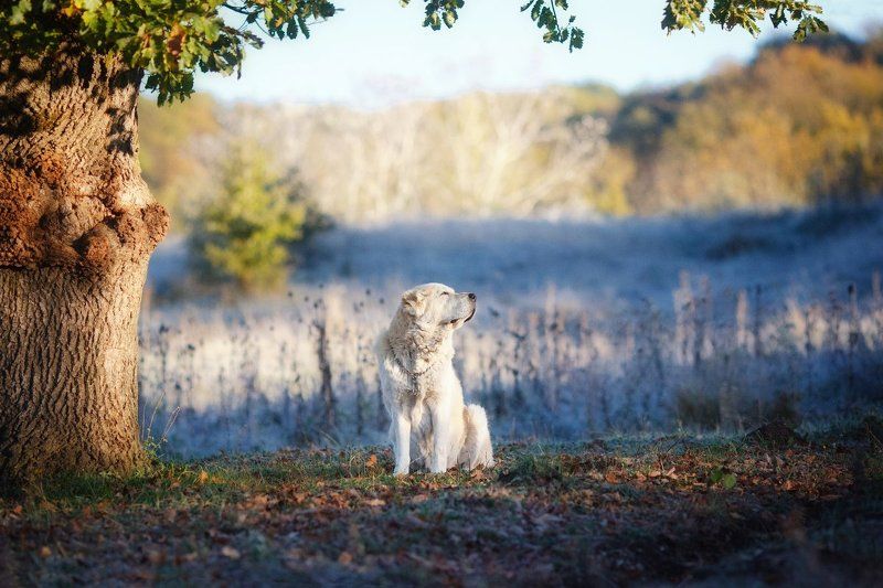 Памяти моей собаки фото превью