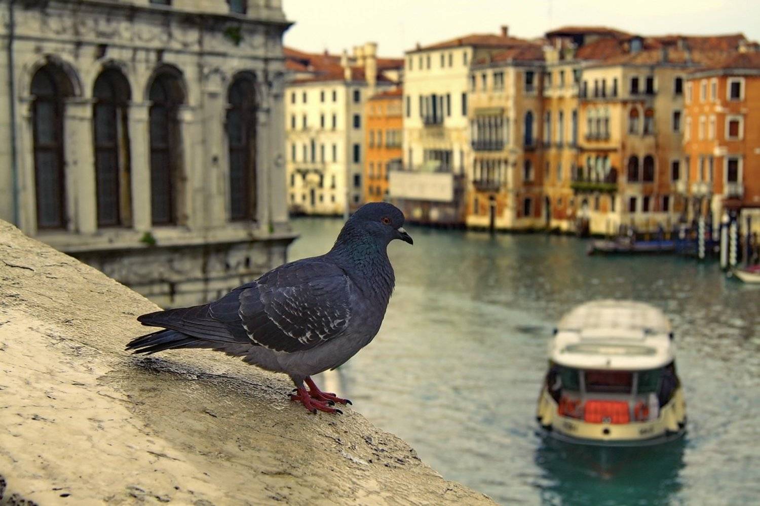 Символы Венеции. Автор: Клековкин Александр , Клековкин Александр