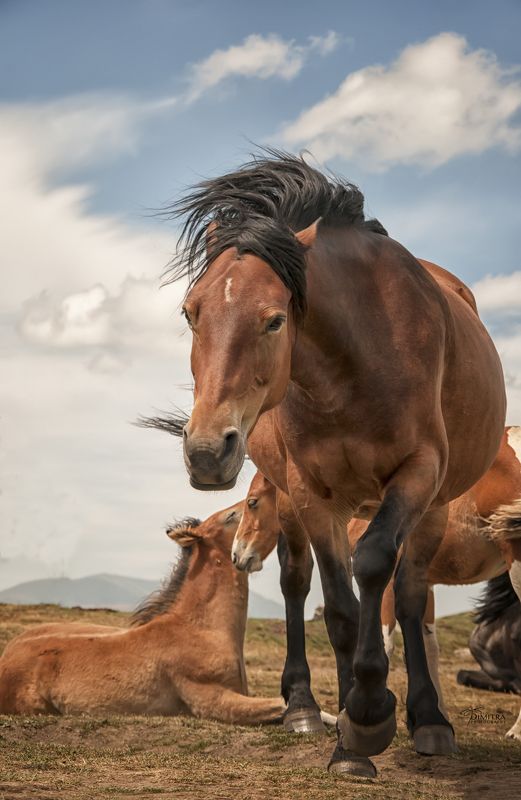 Буцефалphoto preview