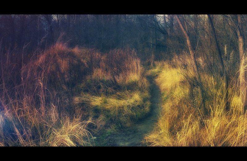 road,forest,nature,autumn road in the forestphoto preview