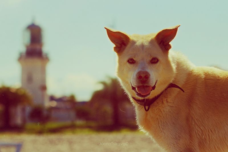 пес  photo preview