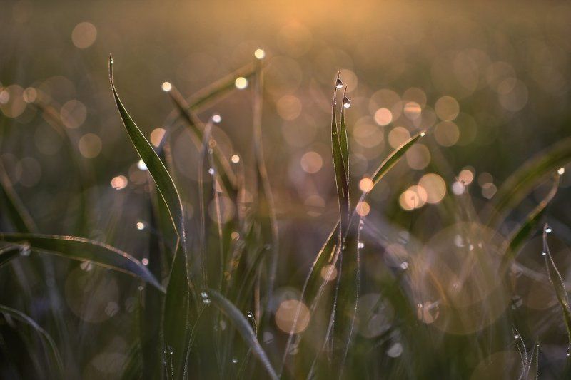 роса,капли,макро,утро Утренний этюдphoto preview