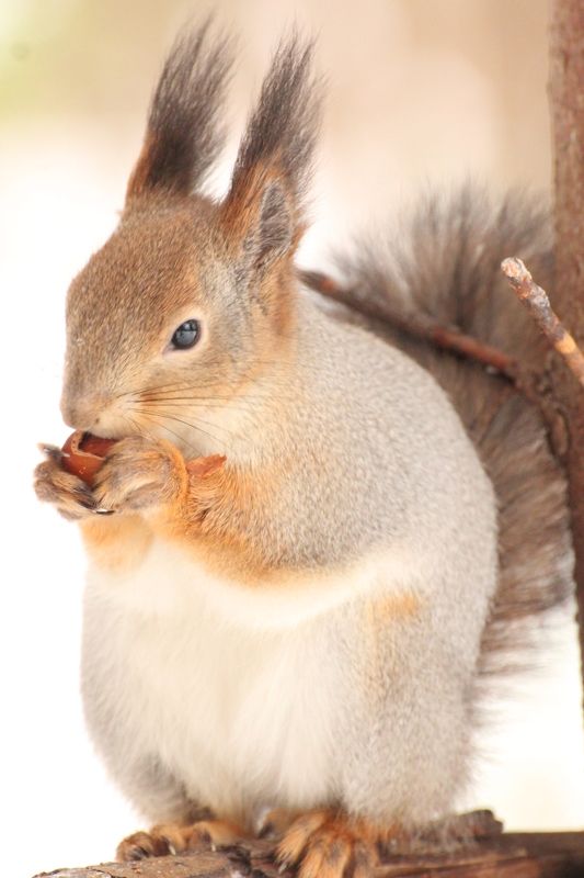 белка, зима, орех Орехи - любимая едаphoto preview