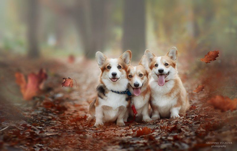 собаки, вельш-корги пемброк, парк, осень Коржикиphoto preview