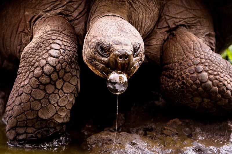 #galapagos #animal #turtle #funny #bubble #bubblegum #nature #portpaite #ecuador  I bet you know nothing about bubble gum!photo preview