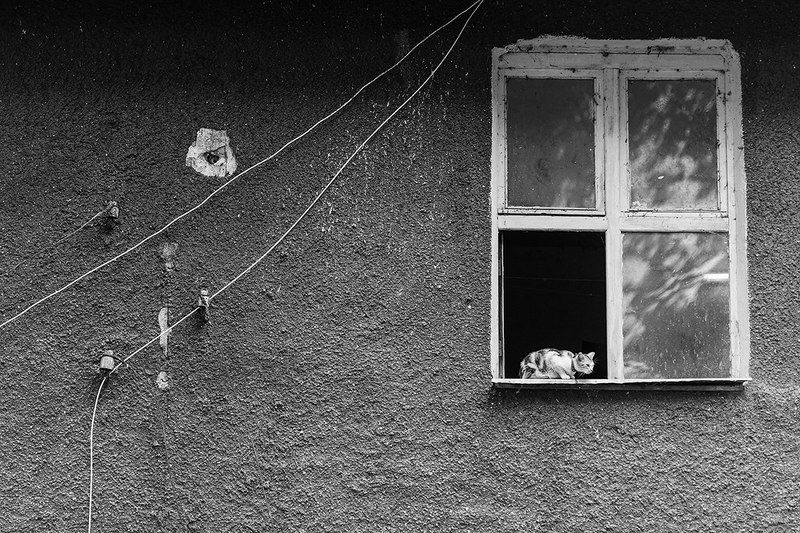 Welcome Cat!photo preview