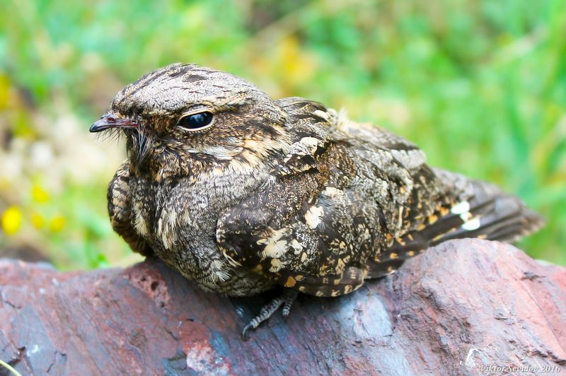 Козодой. (лат. Caprimulgus europaeus).photo preview