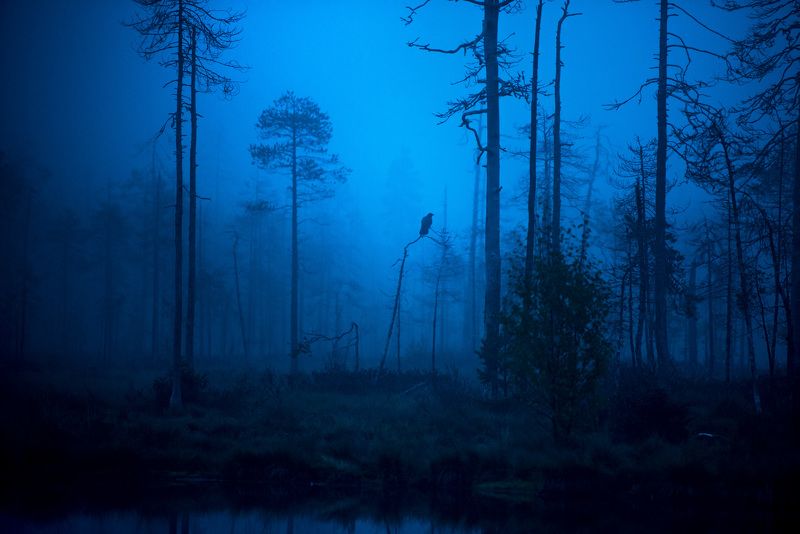 raven, morning, mist, finland Raven in morning mistphoto preview