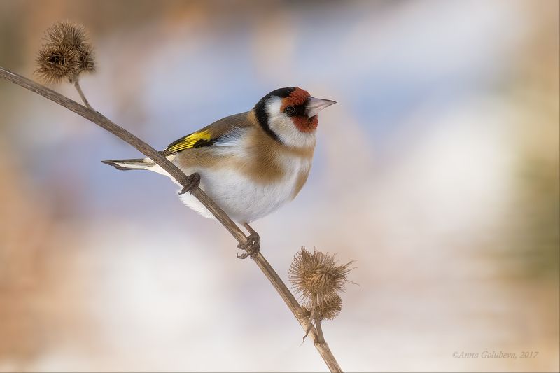 птицы, природа, щегол, carduelis carduelis, черноголовый щегол, зима, февраль, 2017, москва, куркино Черноголовый щеголphoto preview