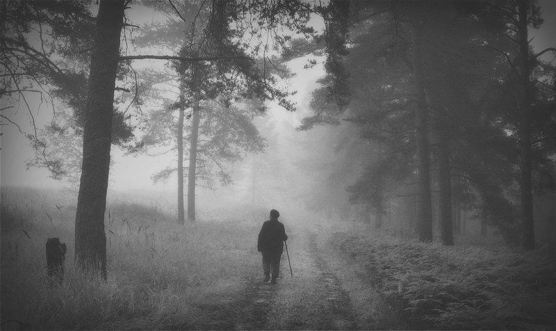 чб, питер, чёрно белое,  болото, туман,  ленинградская область, ленобласть Что же там. . . .впереди. . .photo preview