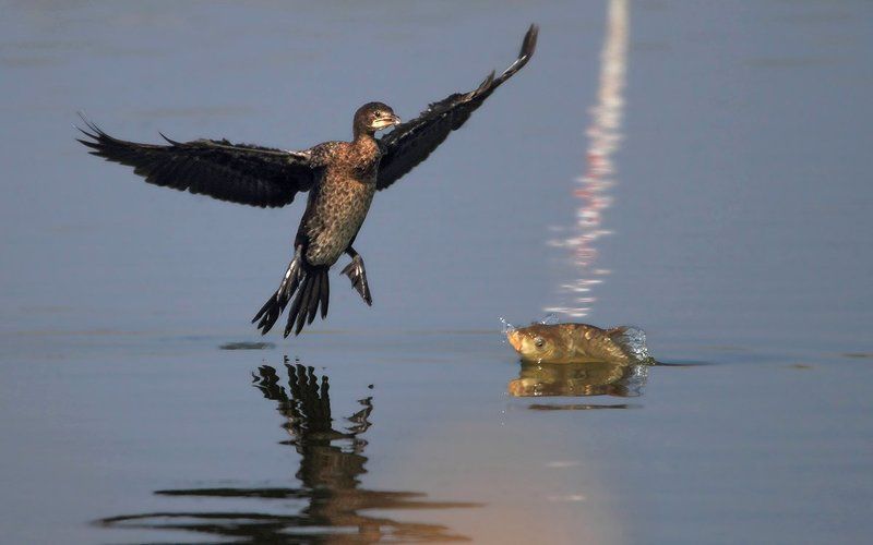 animals,birds,kormoran,fish,7d,600mm, животные,птицы,рыба О том, как карп баклана встречал..photo preview