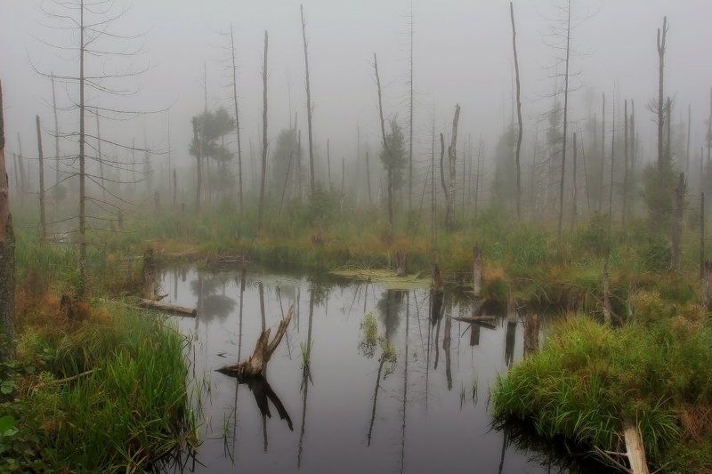 болото photo preview