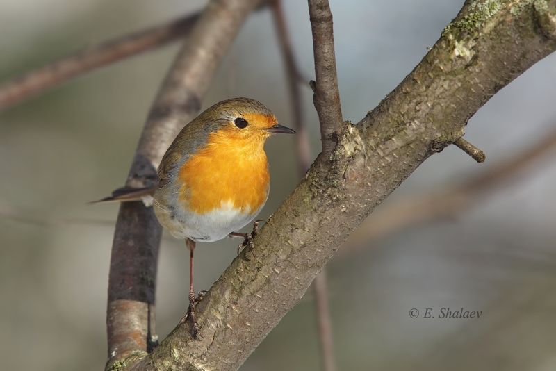 Birds, Большая синица, Большой пестрый дятел, Длиннохвостая синица, Дрозд рябинник, Зарянка, Зеленушка, Лазоревка, Птица, Птицы, Серая ворона, Сизый голубь, Снегирь Февральские встречи.photo preview