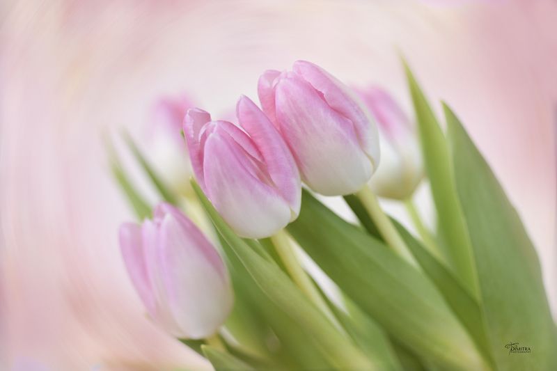 Розовое настроение с тюльпаныphoto preview