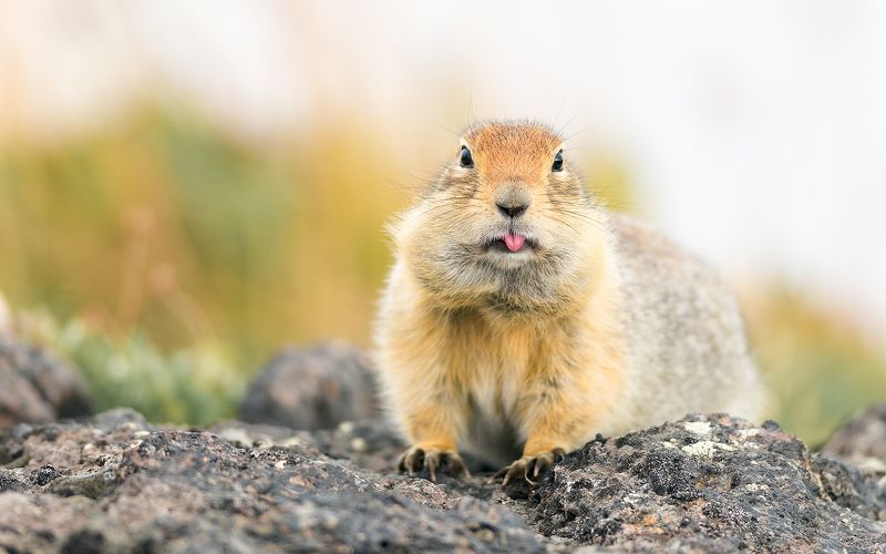 Евражка Евражкаphoto preview