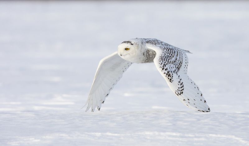 harfang / snowy owl / strix nebulosa Harfand des Neigesphoto preview