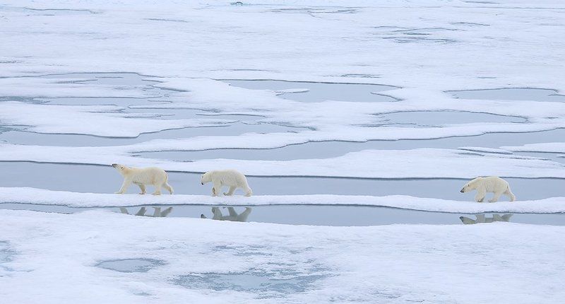 фотографандреевандрей, северныйполюс, northpole, арктика, arctic, ice, снег, лёд, круиз, expiditions, travel, белыймедведь, медведь, polarbear, животное, natgeowild photo preview