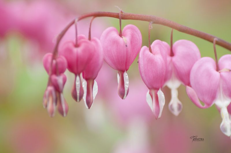 Дамское сердце,Дицентра великолепная, Bleeding heartsphoto preview