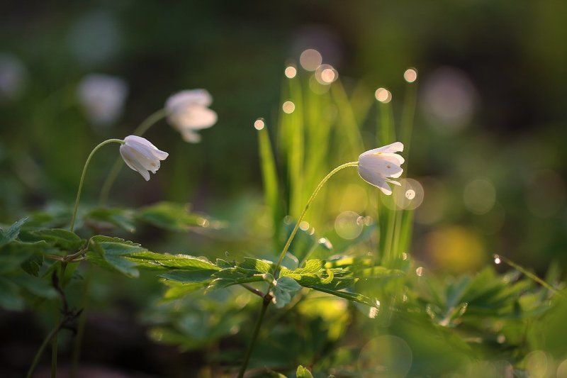 Весна..photo preview