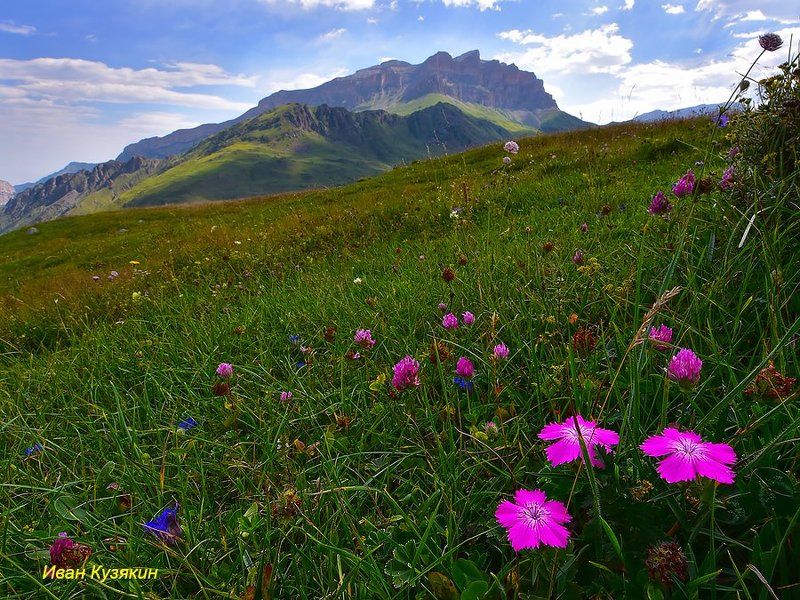скалистый хребет верхняя балкария безенги каракая мыхтенген мехтыген соухауз цветы поход фототур фото горы кавказ россия пейзаж путешествие достопримечательность вид панорама Звездочки Мехтыгенаphoto preview