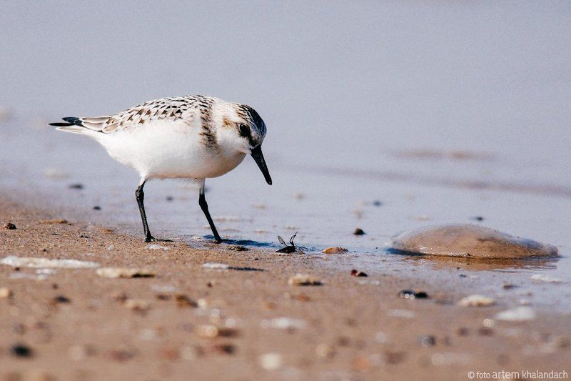 Песчанка и мухаphoto preview