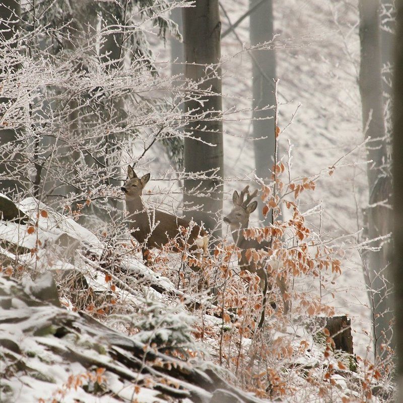 In the winter scenery ...photo preview