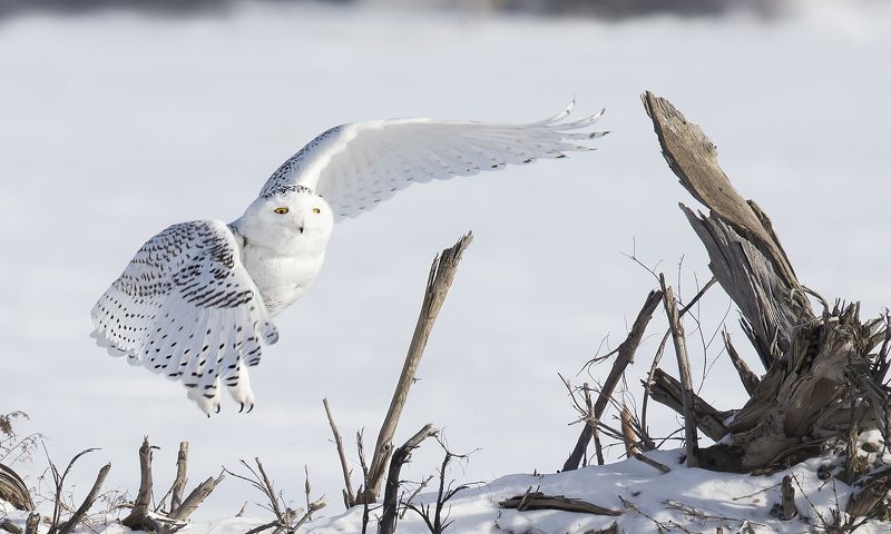 harfang / snowy owl / strix nebulosa Harfang des Neigesphoto preview