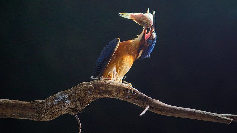 kingfisher, alcedo, bird, eat, action swing 2photo preview