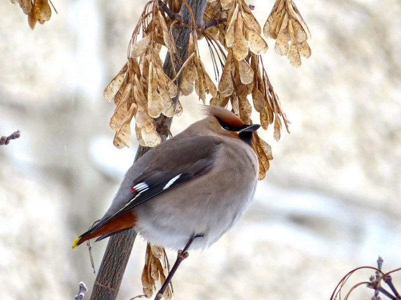 листопад Птицы photo preview