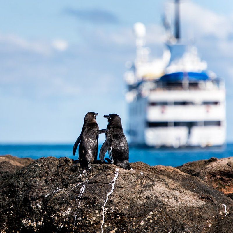 #galapagos #animal #cruise #ship #penguin #romantic #ocean #couple #love #ecuador  Romantic with peguins and cruisephoto preview