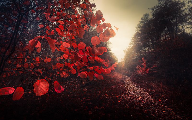 autumn, fall, landscape, trees, forest, woods, bulgaria, colors, nature, fog, mist, rain, october, red, leaves, fairytale Woodland Talesphoto preview