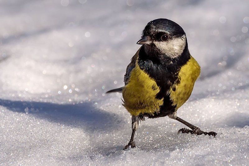 птицы, синички Синички зимойphoto preview