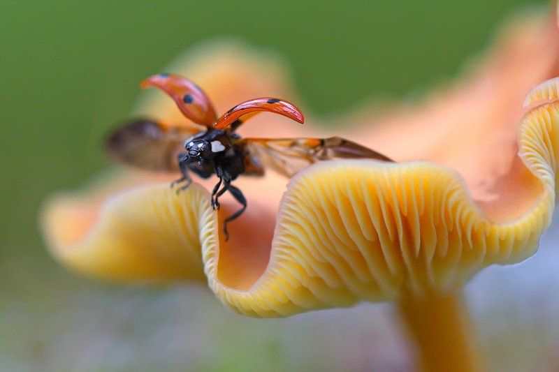 насекомое, жук, божья коровка, гриб, природа За момент до...photo preview