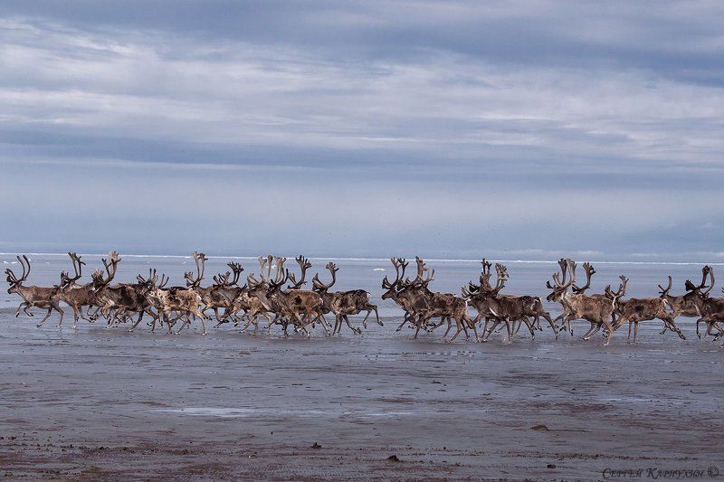 море лаптевых, олени Олени бегущие краем моря. фото превью