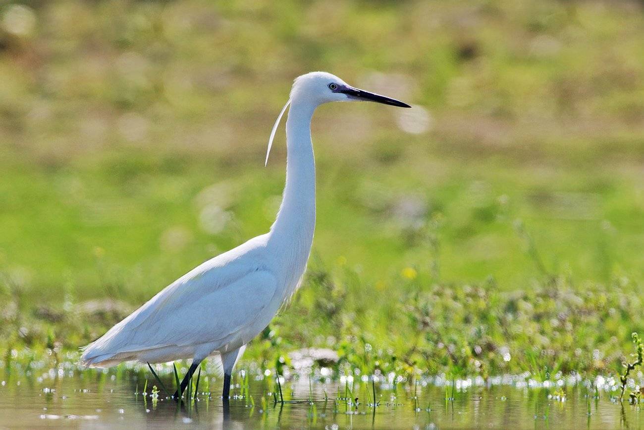 , Евгени Стефанов