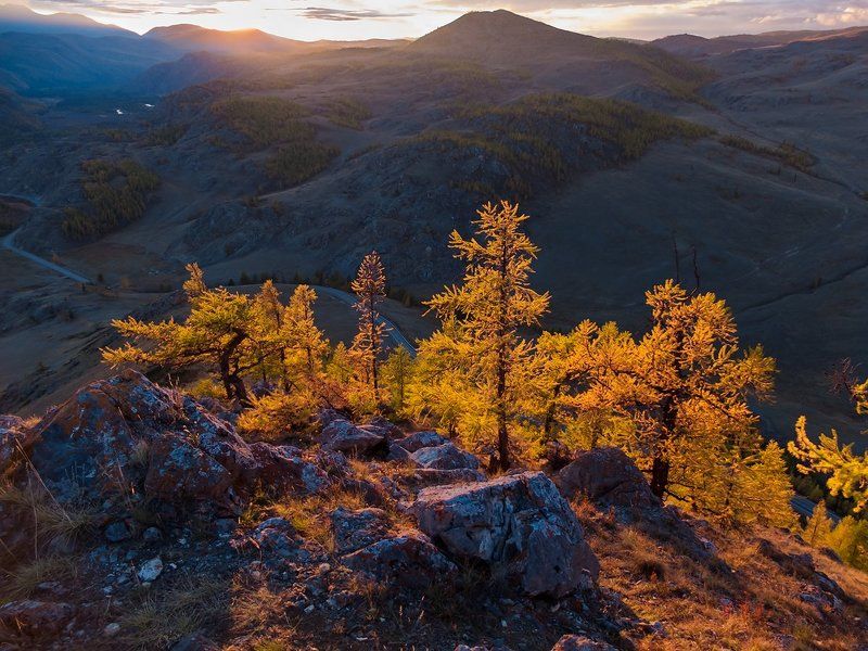 горы, лиственницы, вечер, курай, северо-чуйский хребет, горный алтай, республика алтай Pro золотые грёзы Кураяphoto preview