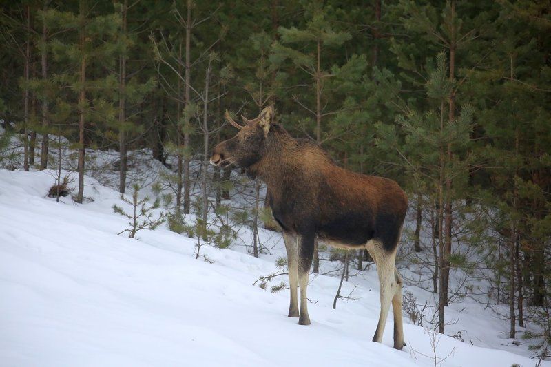 Лосьphoto preview