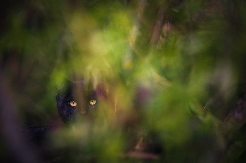 Эти глаза напротивphoto preview