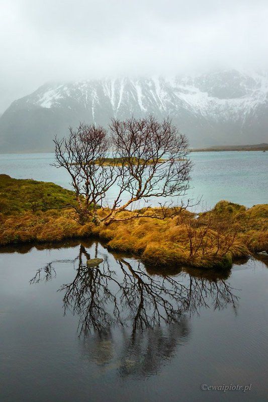 Lofoten, Norway, Pond, tree, mountainphoto preview