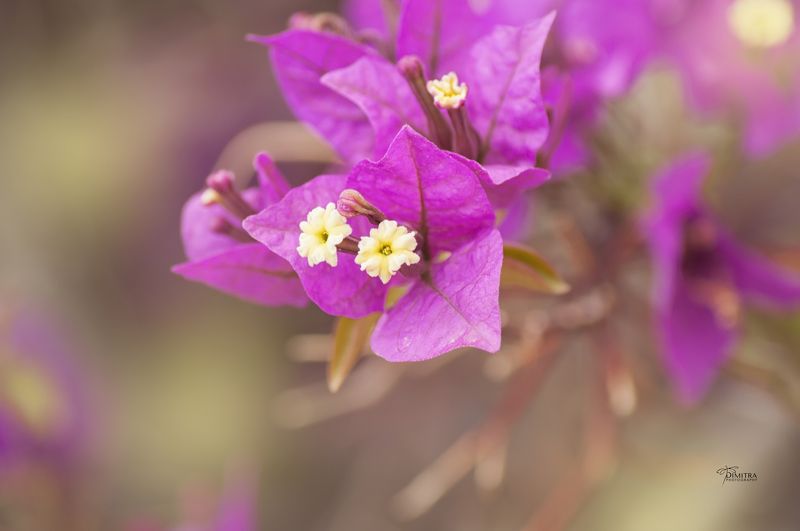 Пурпурная бугенвиллеяphoto preview