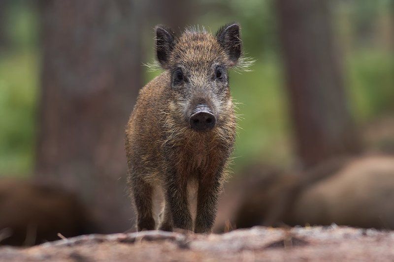 animals,nature,boar Boarphoto preview